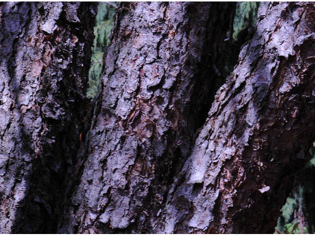 Betula nigra (River birch) #62860