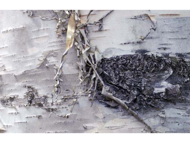 Betula papyrifera (Paper birch) #62866