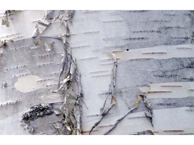 Betula papyrifera (Paper birch) #62867