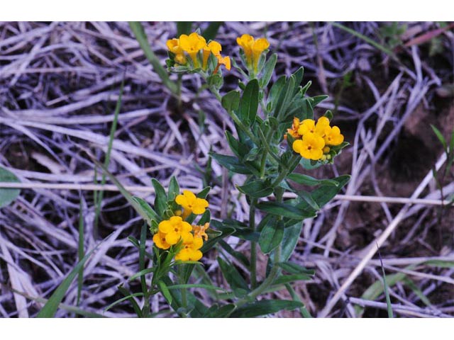 Amsinckia lycopsoides (Tarweed fiddleneck) #62870