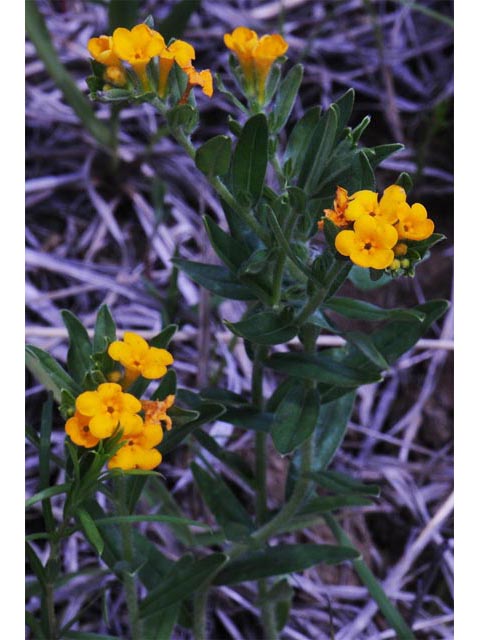 Amsinckia lycopsoides (Tarweed fiddleneck) #62871