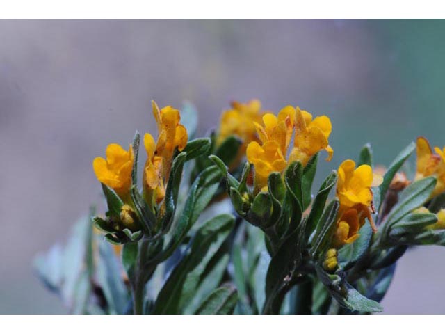Amsinckia lycopsoides (Tarweed fiddleneck) #62872