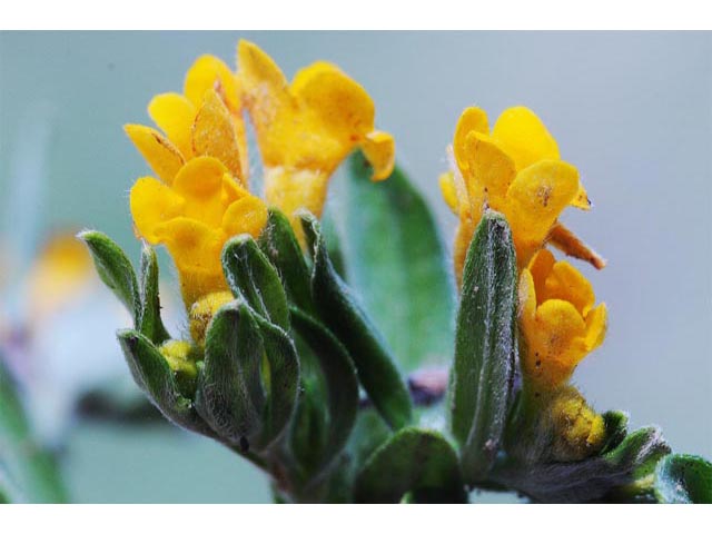 Amsinckia lycopsoides (Tarweed fiddleneck) #62874