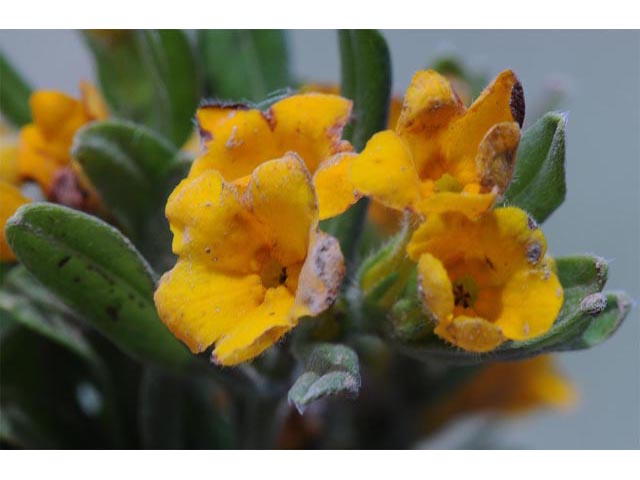 Amsinckia lycopsoides (Tarweed fiddleneck) #62875