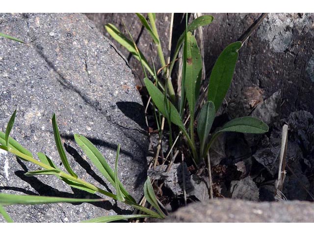Hackelia patens (Spotted stickseed) #62914