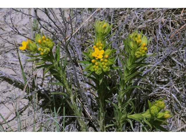 Lithospermum canescens (Hoary puccoon) #62926