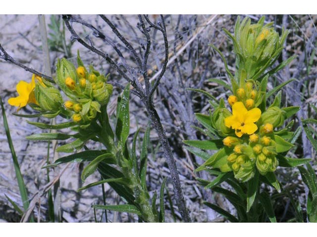 Lithospermum canescens (Hoary puccoon) #62927