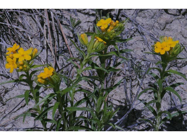 Lithospermum canescens (Hoary puccoon) #62929