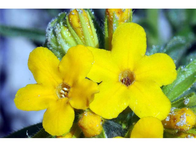 Lithospermum canescens (Hoary puccoon) #62931