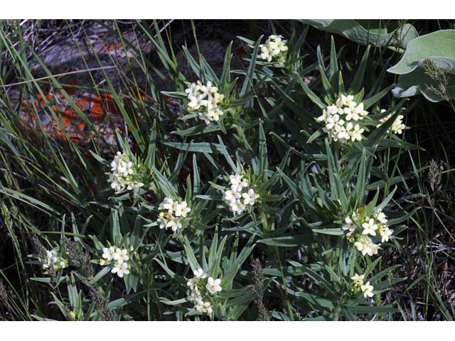 Lithospermum ruderale (Western stoneseed) #62940