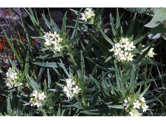 Lithospermum ruderale (Western stoneseed) #62941