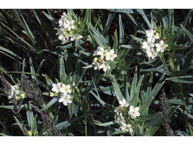 Lithospermum ruderale (Western stoneseed) #62942