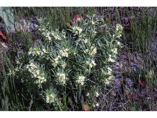 Lithospermum ruderale (Western stoneseed) #62943