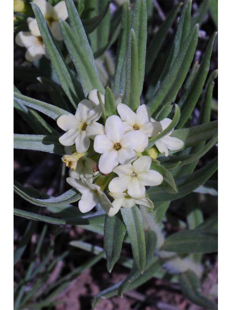 Lithospermum ruderale (Western stoneseed) #62946