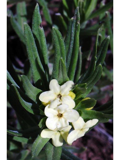Lithospermum ruderale (Western stoneseed) #62947