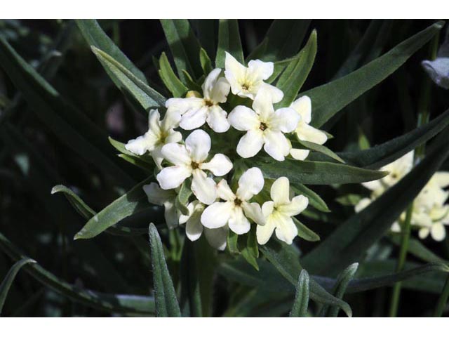 Lithospermum ruderale (Western stoneseed) #62948