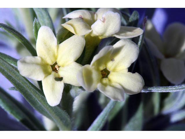 Lithospermum ruderale (Western stoneseed) #62951