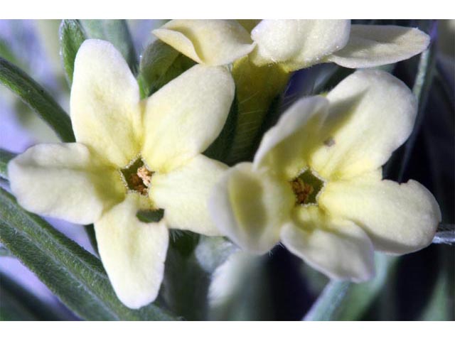 Lithospermum ruderale (Western stoneseed) #62952
