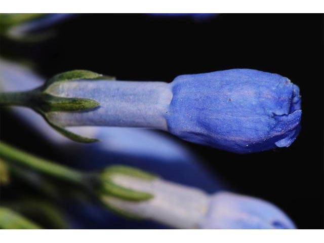 Mertensia ciliata var. ciliata (Tall fringed bluebells) #62975