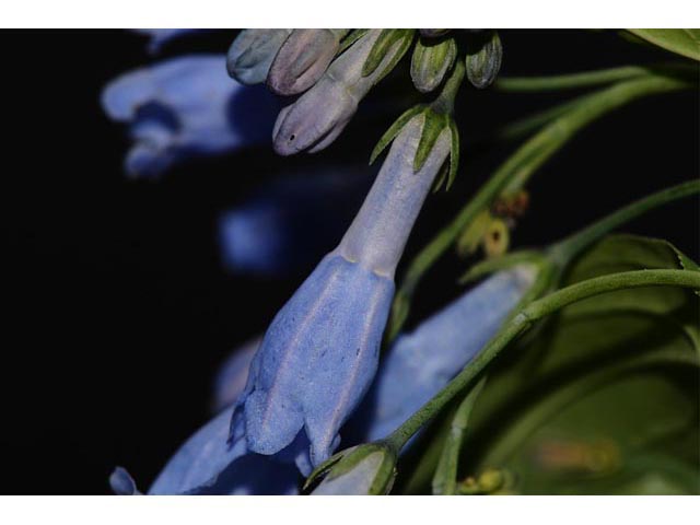 Mertensia ciliata var. ciliata (Tall fringed bluebells) #62977