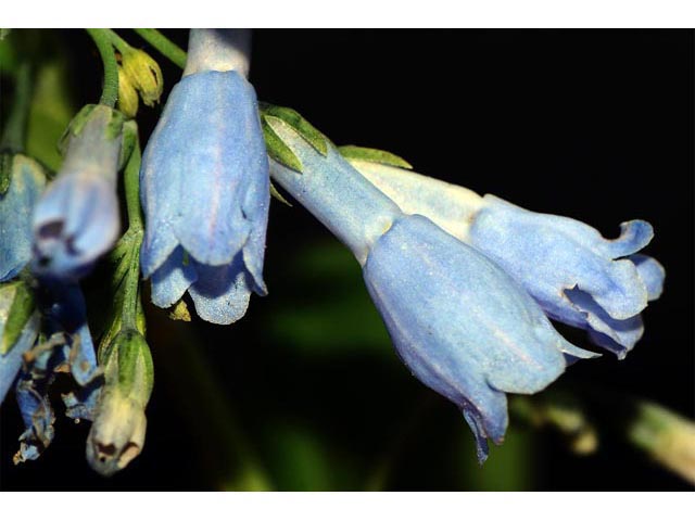 Mertensia ciliata var. ciliata (Tall fringed bluebells) #62978