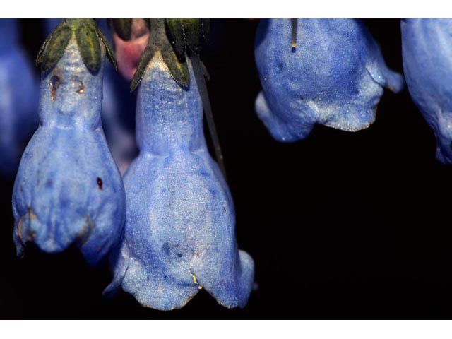 Mertensia ciliata (Tall fringed bluebells) #62992