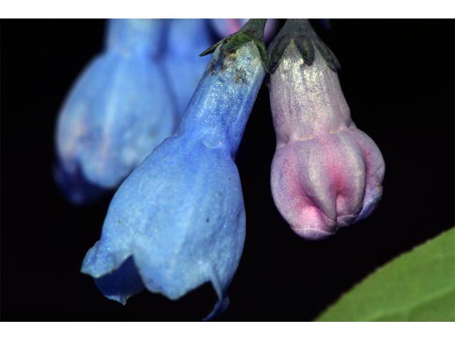 Mertensia ciliata (Tall fringed bluebells) #62994