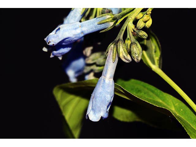 Mertensia ciliata (Tall fringed bluebells) #63001