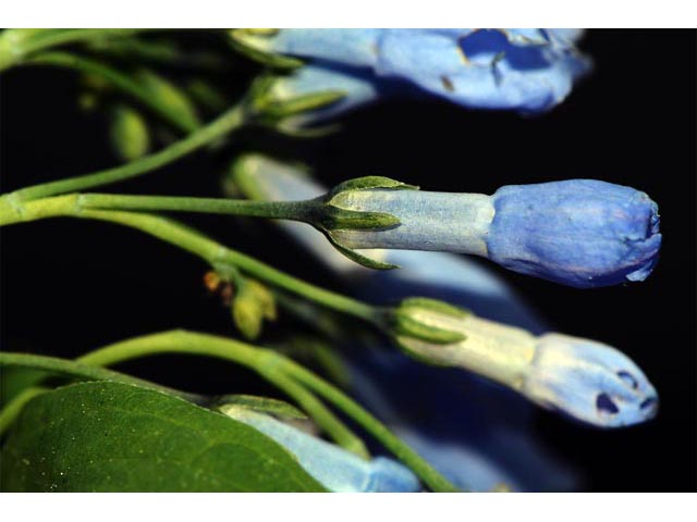 Mertensia ciliata (Tall fringed bluebells) #63003