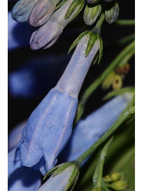 Mertensia ciliata (Tall fringed bluebells) #63005