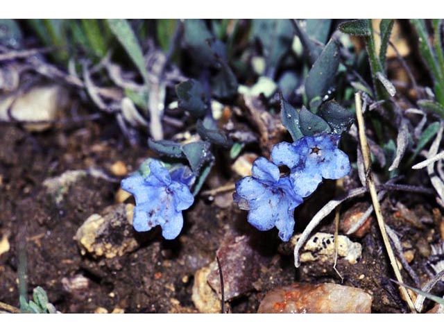 Mertensia humilis (Rocky mountain bluebells) #63018