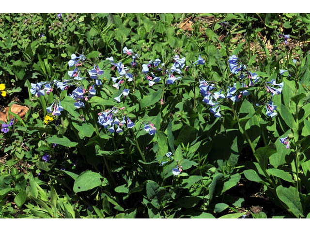 Mertensia virginica (Virginia bluebells) #63033