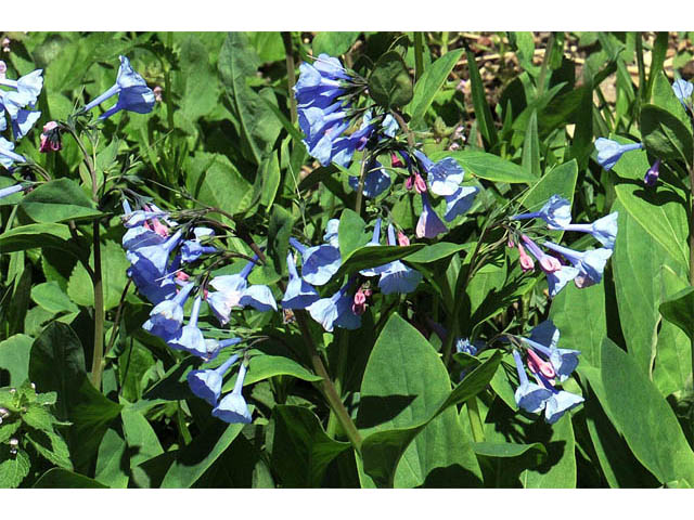 Mertensia virginica (Virginia bluebells) #63034