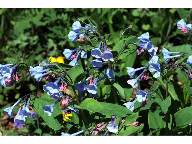 Mertensia virginica (Virginia bluebells) #63035