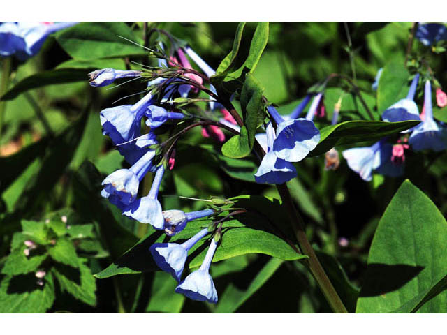 Mertensia virginica (Virginia bluebells) #63036
