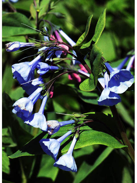 Mertensia virginica (Virginia bluebells) #63037