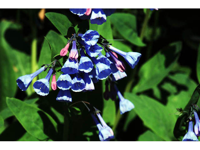 Mertensia virginica (Virginia bluebells) #63038