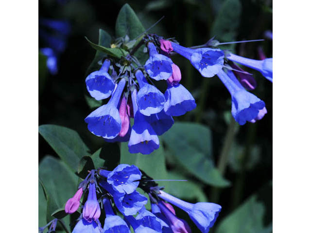 Mertensia virginica (Virginia bluebells) #63039