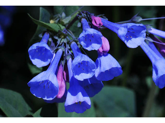 Mertensia virginica (Virginia bluebells) #63040