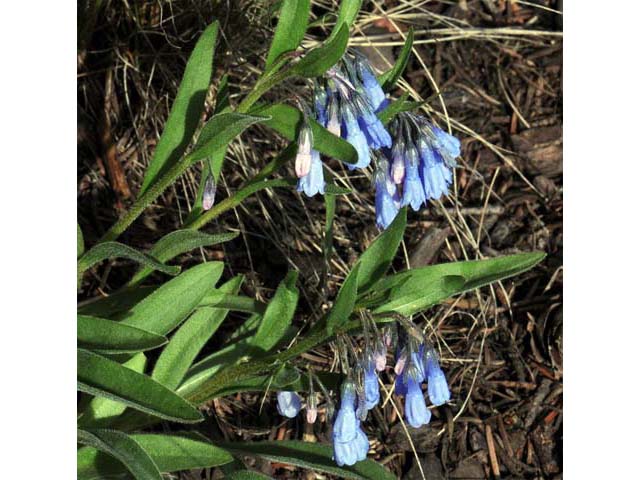Mertensia oblongifolia (Oblongleaf bluebells) #63041
