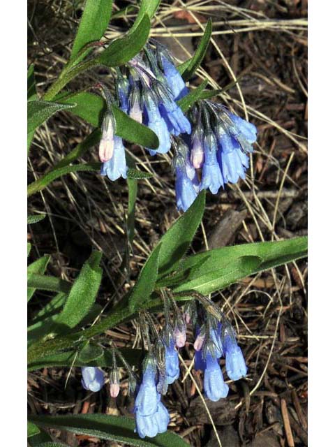Mertensia oblongifolia (Oblongleaf bluebells) #63042
