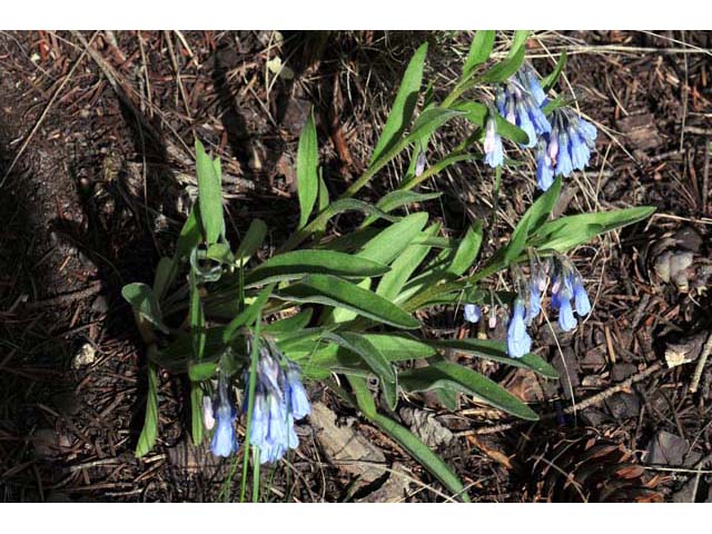 Mertensia oblongifolia (Oblongleaf bluebells) #63043