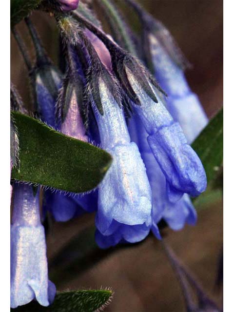 Mertensia oblongifolia (Oblongleaf bluebells) #63044