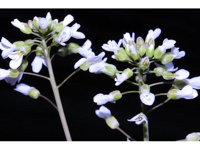 Noccaea fendleri ssp. glauca (Alpine pennycress) #63112