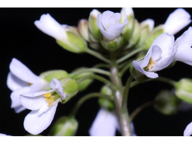 Noccaea fendleri ssp. glauca (Alpine pennycress) #63114