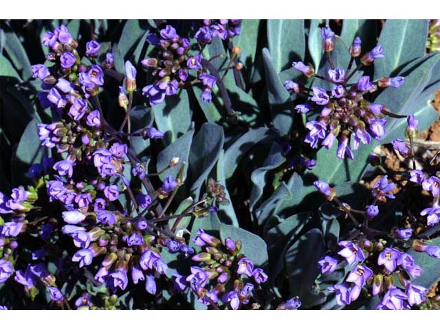 Phoenicaulis cheiranthoides (Wallflower phoenicaulis) #63118