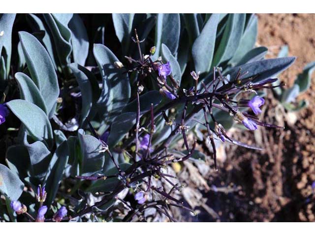 Phoenicaulis cheiranthoides (Wallflower phoenicaulis) #63121