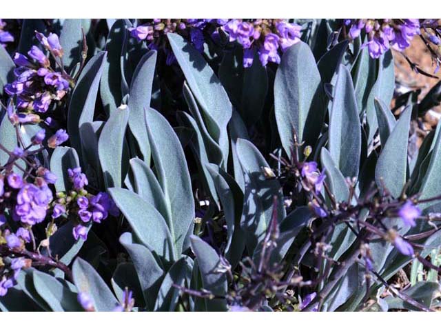 Phoenicaulis cheiranthoides (Wallflower phoenicaulis) #63123