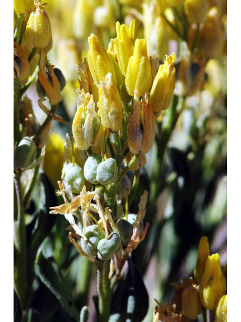 Physaria acutifolia (Sharpleaf twinpod) #63128