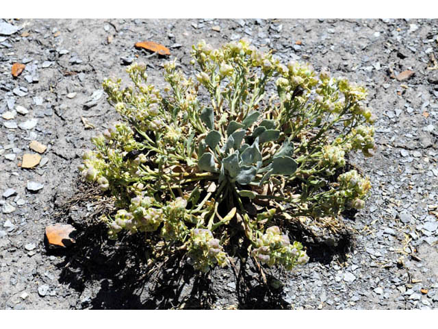 Physaria acutifolia (Sharpleaf twinpod) #63129